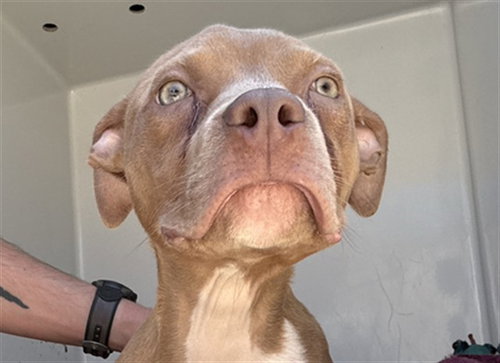 DENNIS, an adoptable Pit Bull Terrier in Augusta, GA