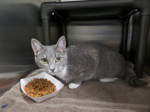NAIRA, an adoptable Domestic Short Hair in Augusta, GA