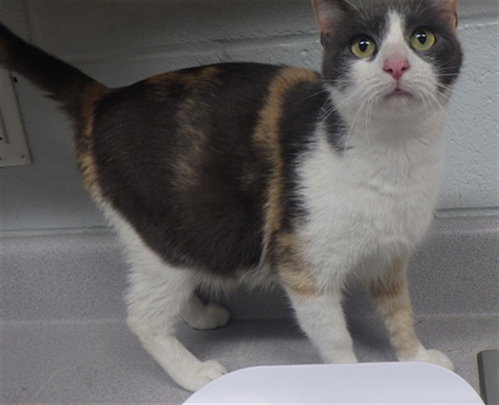 DOTTIE, an adoptable Domestic Short Hair in Augusta, GA