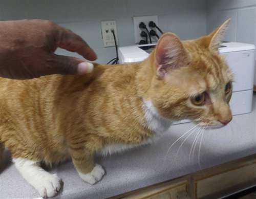 TRUNKS, an adoptable Domestic Short Hair in Augusta, GA