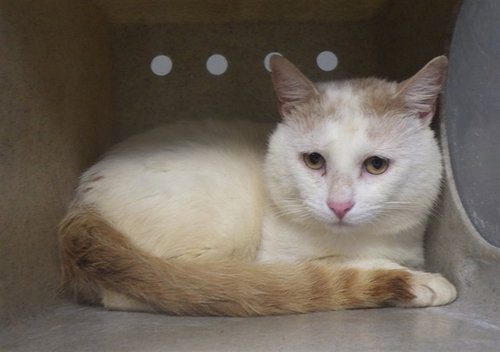 EDDIE, an adoptable Domestic Short Hair in Augusta, GA
