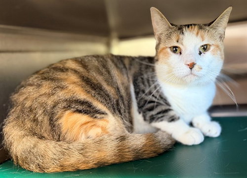 ELLIE, an adoptable Domestic Short Hair in Augusta, GA