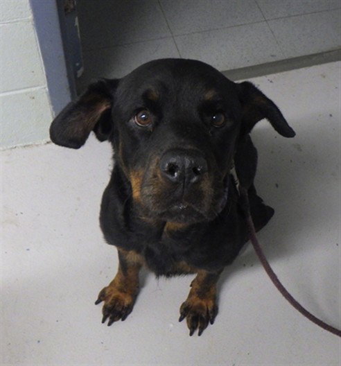 NAOMI, an adoptable Rottweiler in Augusta, GA