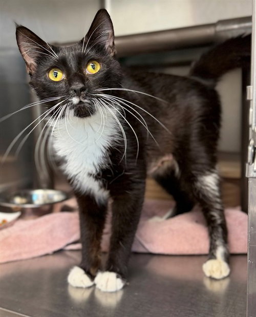 RITZ, an adoptable Domestic Short Hair in Augusta, GA