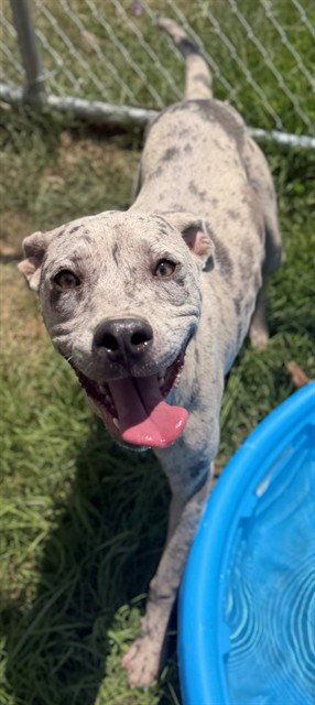 RALPH, an adoptable Pit Bull Terrier in Augusta, GA