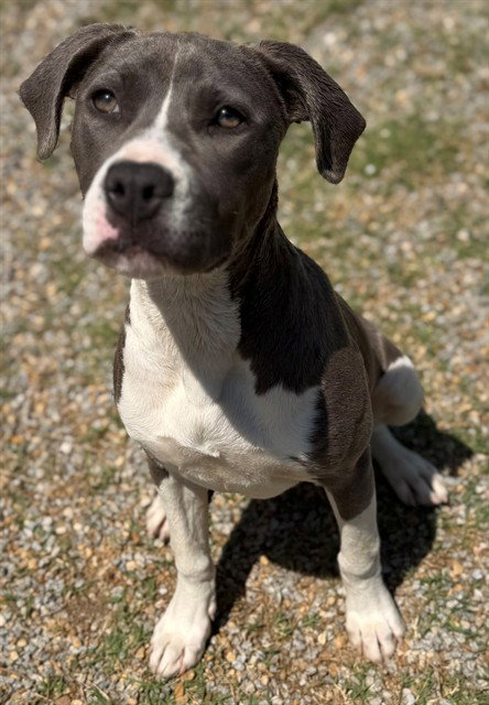HARLEY, an adoptable Pit Bull Terrier in Augusta, GA