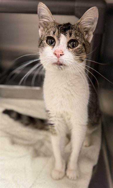 AMELIA, an adoptable Domestic Short Hair in Augusta, GA