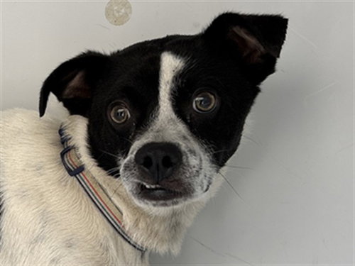 JETHRO, an adoptable Parson Russell Terrier in Augusta, GA