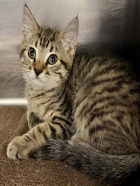 MARLOW, an adoptable Domestic Short Hair in Augusta, GA