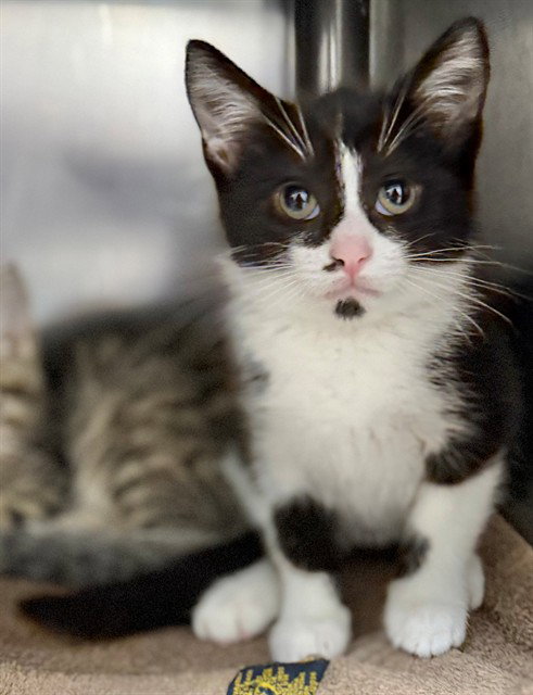 HARLOW, an adoptable Domestic Short Hair in Augusta, GA