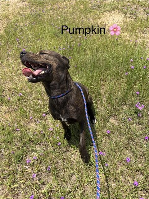 PUMPKIN, an adoptable Pit Bull Terrier in Augusta, GA