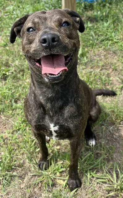 Pumpkin - Pit Bull Terrier