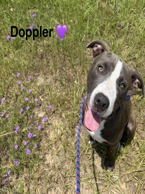 DOPPLER, an adoptable Pit Bull Terrier in Augusta, GA