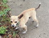 SHORTY - Photo 1