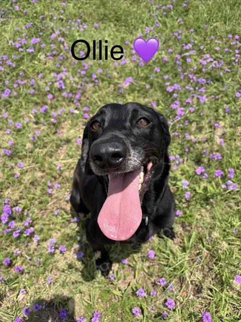 OLLIE, an adoptable Labrador Retriever in Augusta, GA