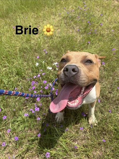 BRIE, an adoptable Pit Bull Terrier in Augusta, GA