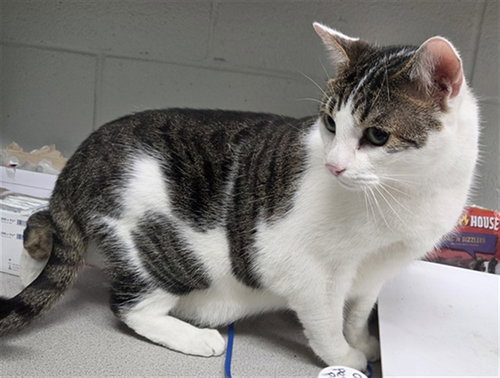 BEAST, an adoptable Domestic Short Hair in Augusta, GA