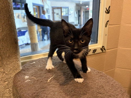 DOUG, an adoptable Domestic Short Hair in Augusta, GA