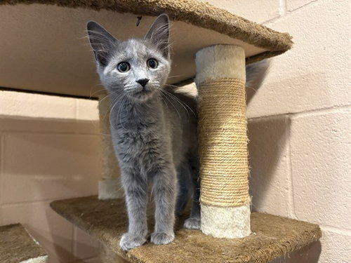 COOKIE, an adoptable Domestic Short Hair in Augusta, GA