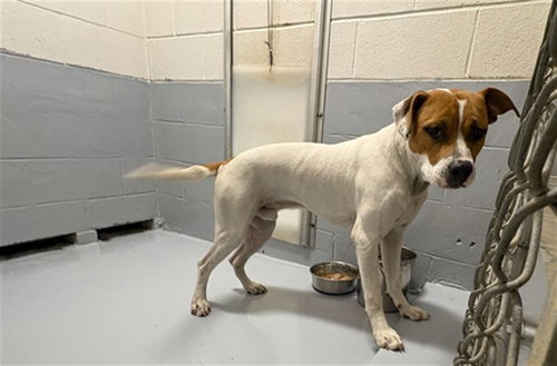 MAXIMILIAN, an adoptable Pit Bull Terrier in Augusta, GA