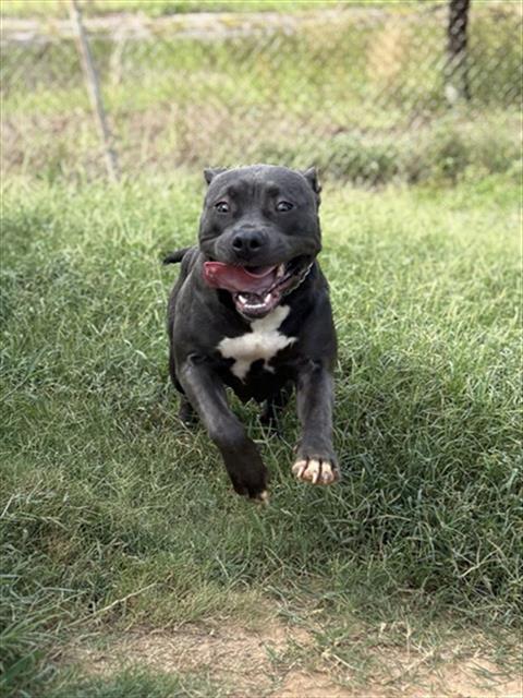BABY GIRL, an adoptable Pit Bull Terrier in Augusta, GA