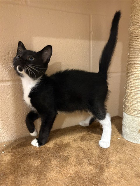 BUCKLEY, an adoptable Domestic Short Hair in Augusta, GA