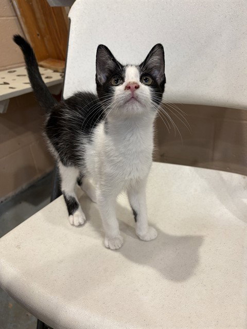 BUSTER, an adoptable Domestic Short Hair in Augusta, GA