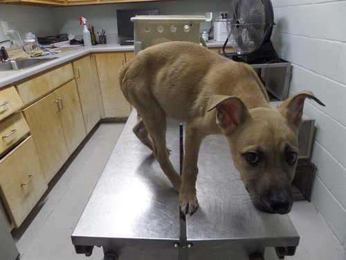 PENNE, an adoptable German Shepherd Dog in Augusta, GA