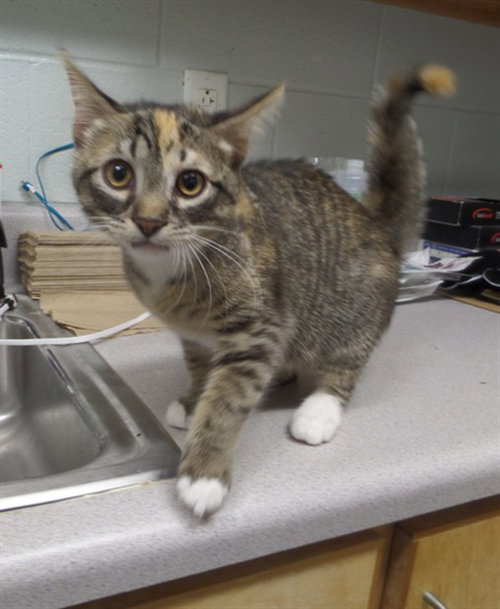 LEMONADE, an adoptable Domestic Short Hair in Augusta, GA