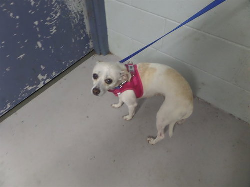 DAKOTA, an adoptable Chihuahua in Augusta, GA