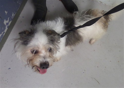 BUDDY, an adoptable Wirehaired Fox Terrier in Augusta, GA