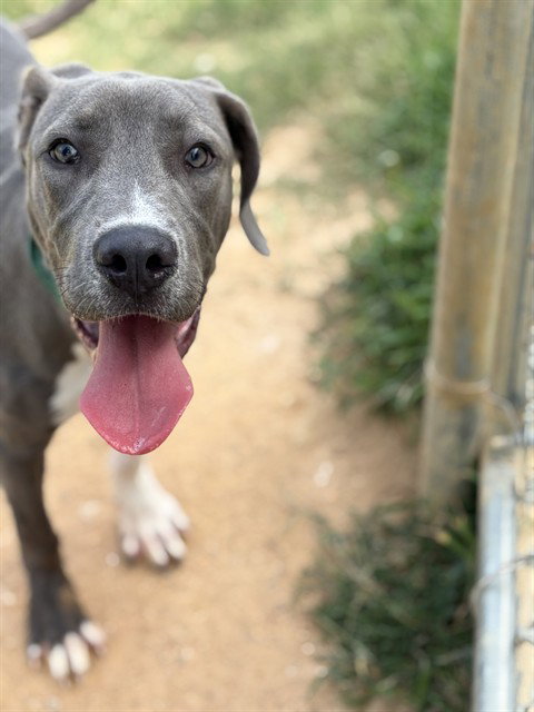 ASTRO, an adoptable Great Dane in Augusta, GA