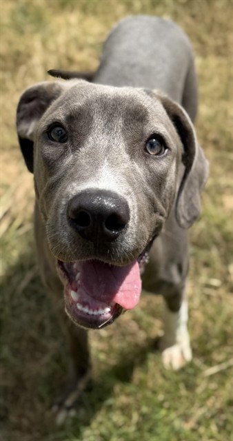 ASTRO