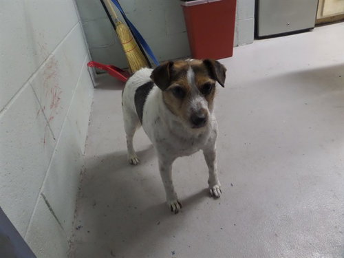 FRANCIS, an adoptable Parson Russell Terrier in Augusta, GA