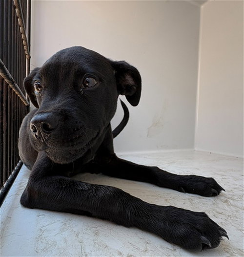 FENRIR, an adoptable Labrador Retriever in Augusta, GA