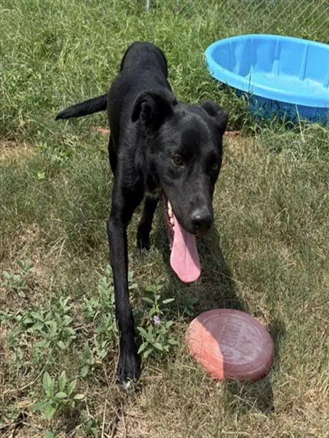 Tiptoe - Labrador Retriever
