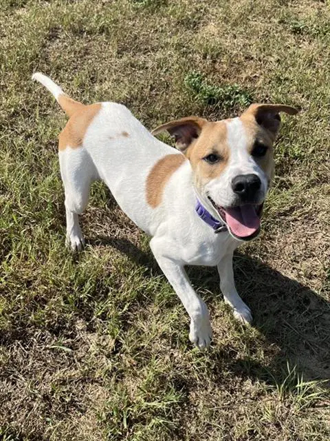Croissant - Pit Bull Terrier