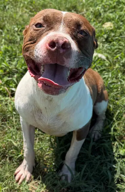 Estrella - Pit Bull Terrier