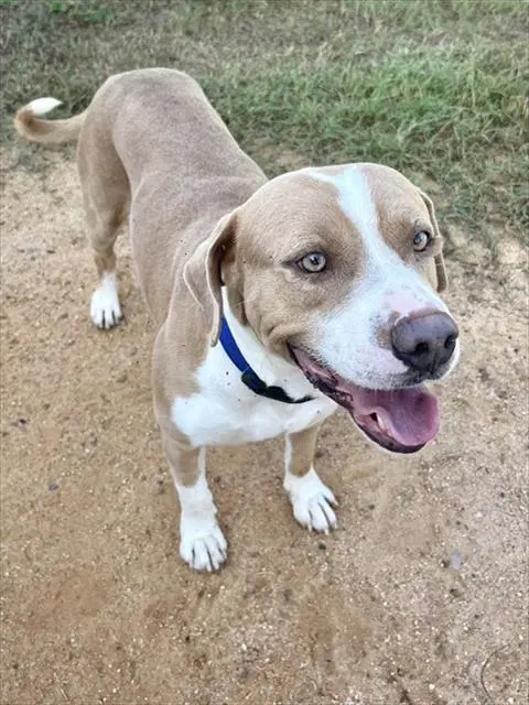 Ziggy - Pit Bull Terrier