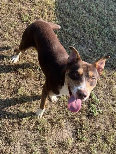 Zaxby's - Pit Bull Terrier