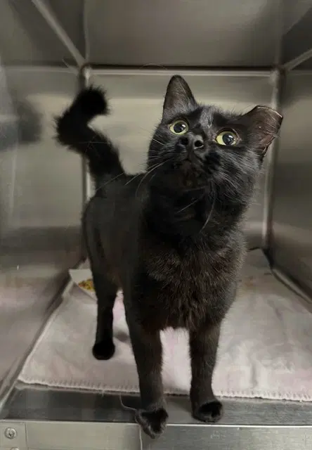 Stranger - Domestic Medium Hair