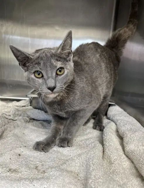Sienna - Domestic Short Hair
