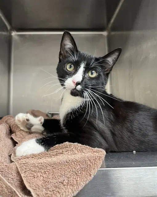 Jim - Domestic Short Hair