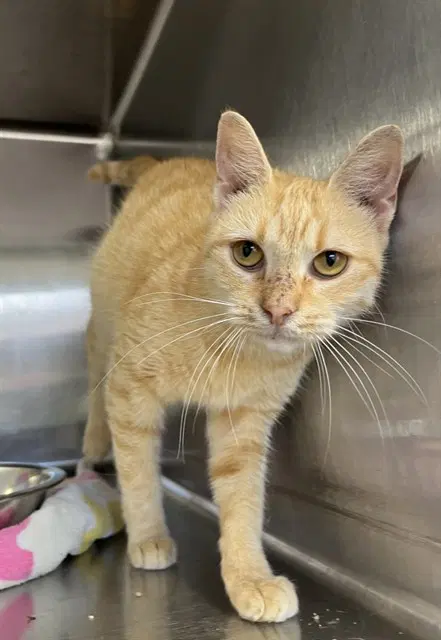 Marmalade - Domestic Short Hair
