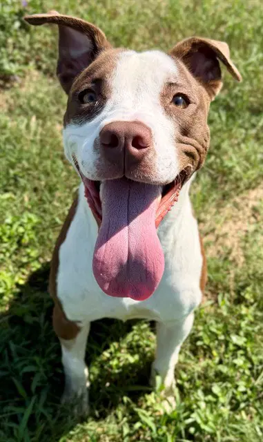 Claudio - Pit Bull Terrier