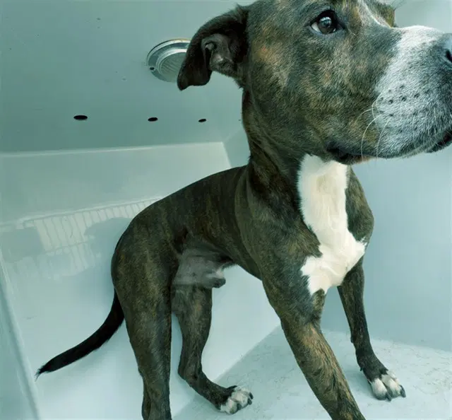 Matador - Pit Bull Terrier
