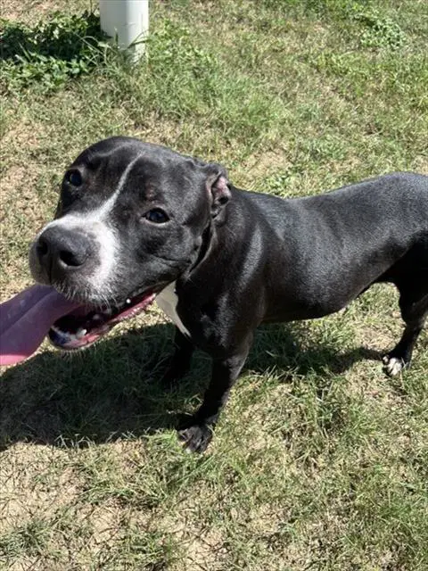 Dominique - Pit Bull Terrier
