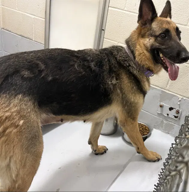 Natasha - German Shepherd Dog