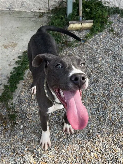 Nitro - Pit Bull Terrier