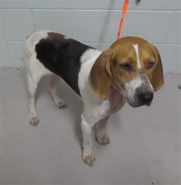 Zara - American Foxhound